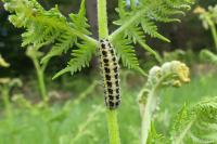 Zygaena