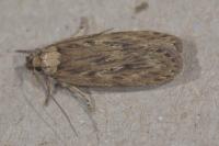 Depressaria radiella