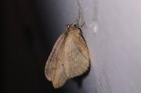 Operophtera brumata
