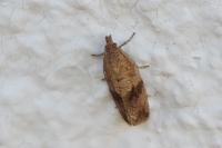 Celypha striana