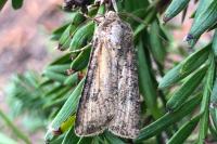 Agrotis