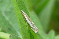 Crambus pascuella