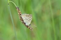 Lycaena tityrus