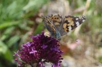 Vanessa cardui
