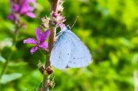 Celastrina argiolus