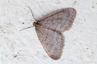 Operophtera brumata