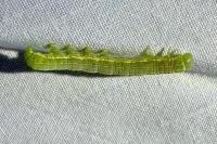 Orthosia