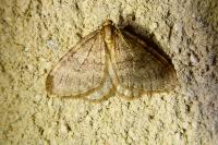 Operophtera brumata