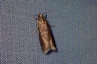 Cryptoblabes bistriga