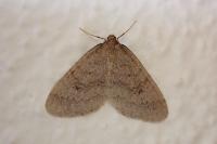 Operophtera brumata