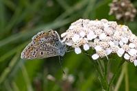Polyommatus icarus