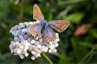 Polyommatus icarus