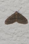 Operophtera brumata