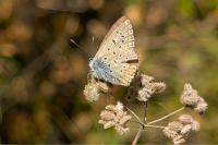 Polyommatus icarus
