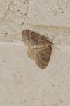 Operophtera brumata