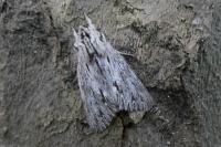 Asteroscopus sphinx