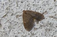 Operophtera brumata