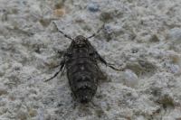 Operophtera brumata