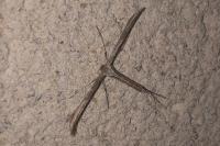 Emmelina argoteles/monodactyla