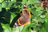 Vanessa atalanta