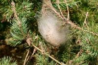 Thaumetopoea pityocampa