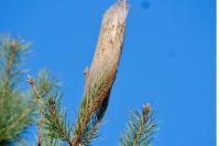 Thaumetopoea pityocampa