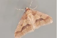 Erannis defoliaria