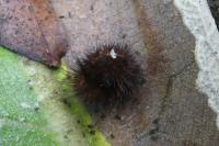 Phragmatobia fuliginosa