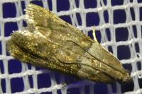 Acrobasis