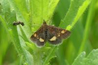 Pyrausta aurata
