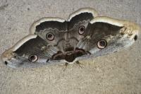 Saturnia pyri