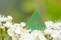 Callophrys rubi