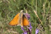 Thymelicus acteon