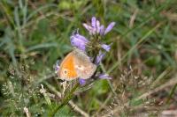 Coenonympha pamphilus