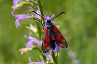 Zygaena filipendulae