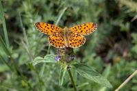 Boloria selene