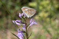 Aricia agestis