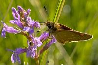 Ochlodes sylvanus