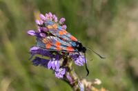 Zygaena filipendulae