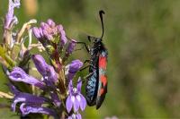 Zygaena filipendulae