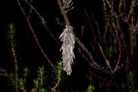 Pachythelia villosella