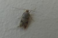 Borkhausenia nefrax