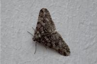 Agriopis leucophaearia