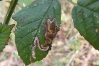 Stigmella aurella