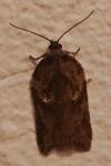Acleris hastiana