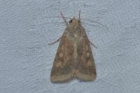 Helicoverpa armigera