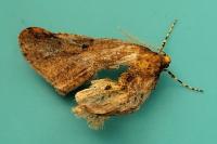 Erannis defoliaria