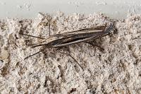 Ancylolomia tentaculella
