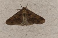 Erannis defoliaria