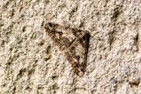 Agriopis leucophaearia